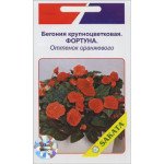 Бегония крупноцветковая Фортуна оттенок оранжевого /10 семян/ *АгроПак*