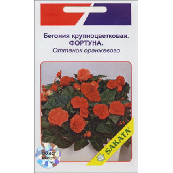 Бегонія великоквіткова Фортуна відтінок помаранчевого /10 насінин/ *АгроПак*