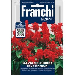Сальвія Сплендіна Нана Інчендіо /0,5 г/ *Franchi Sementi*