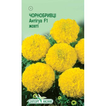 Бархатцы Антигуа F1 жёлтый /5 семян/ *ЭлитСорт*