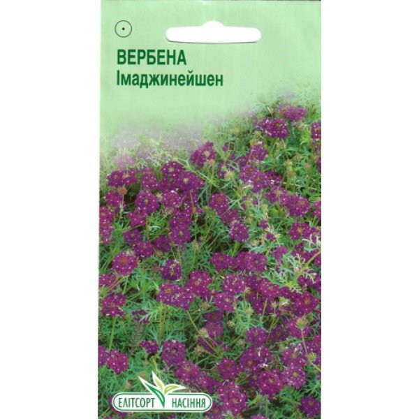 Насіння вербени Імаджинейшен /10 насінин/ *ЕлітСорт*