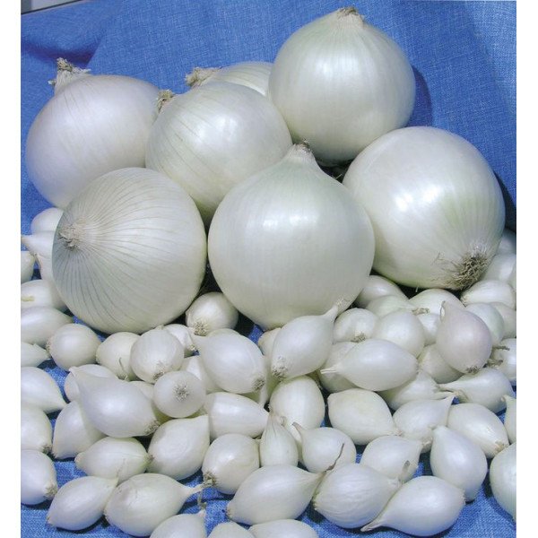 Семена лука Агостана /20 г/ *ЭлитСорт*