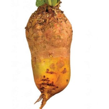 Буряк кормовий Урсус Полі /300 г/ *ЕлітСорт*