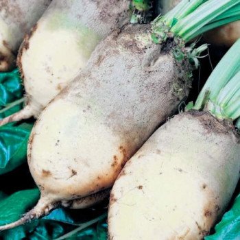 Буряк кормовий Центаур Полі /300 г/ *ЕлітСорт*