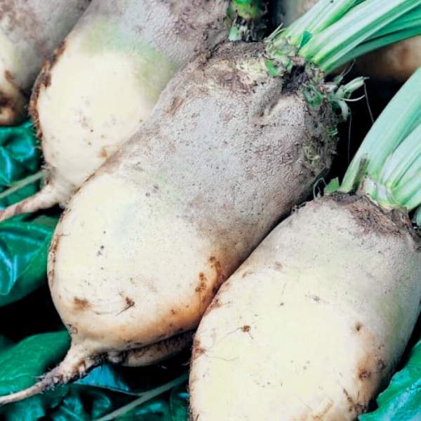 Семена свеклы кормовой Центаур Поли /300 г/ *ЭлитСорт*