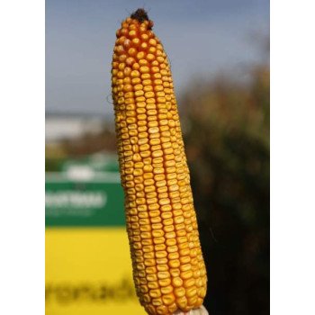 Кукурудза кормова Корнаді /500 г/ *ЕлітСорт*