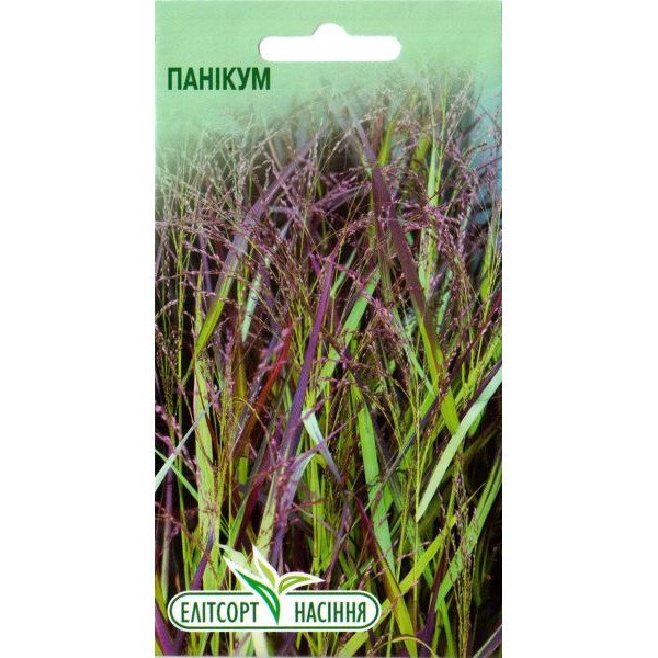 Насіння Панікума (просо фіолетове) /0,5 г/ *ЕлітСорт*