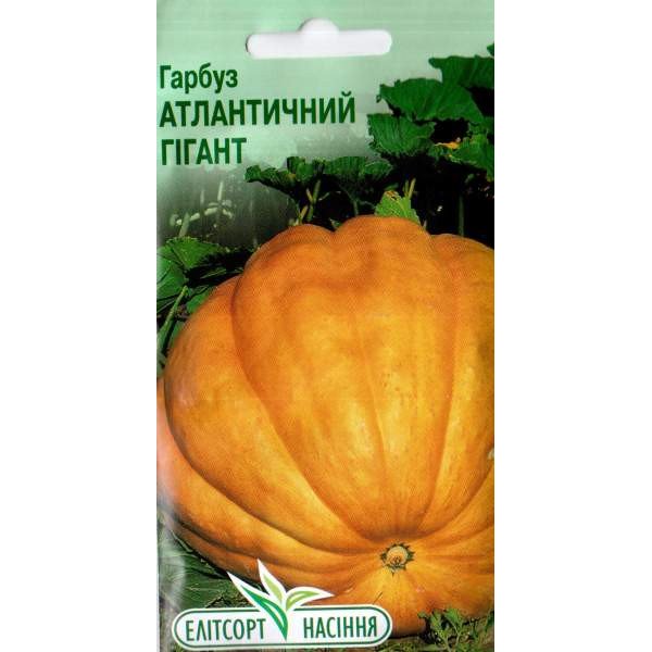 Семена тыквы Атлантический гигант /20 семян/ *ЭлитСорт*