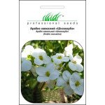 Арабіс кавказький Шнеехаубе білий /0,1 г/ *Професійне насіння*