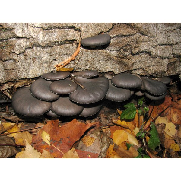 Міцелій гриба Глива звичайна /20 паличок/ *Futar*