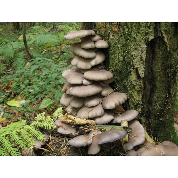 Міцелій гриба Глива звичайна /20 паличок/ *Futar*