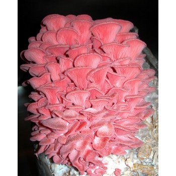 Гриб Глива рожева /20 паличок/ *Futar*