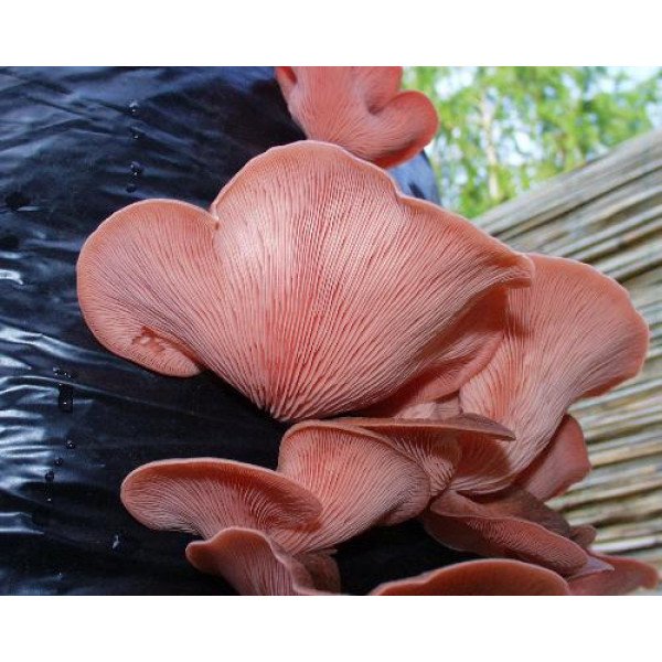 Міцелій гриба Глива рожева /20 паличок/ *Futar*