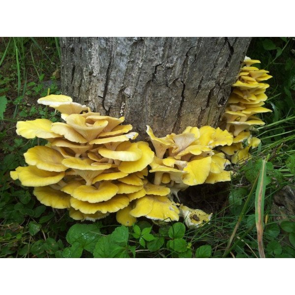 Міцелій гриба Глива лимонна /20 паличок/ *Futar*