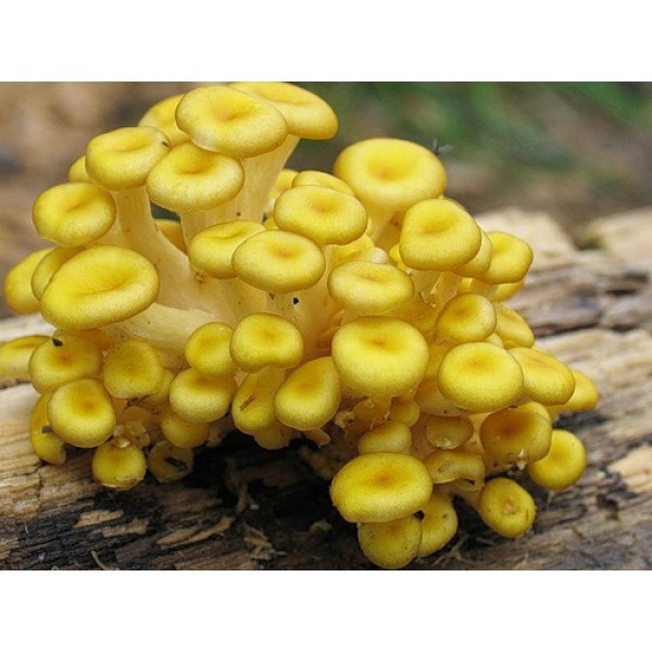 Міцелій гриба Глива лимонна /20 паличок/ *Futar*