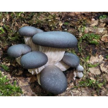 Гриб Глива синя /20 паличок/ *Futar*