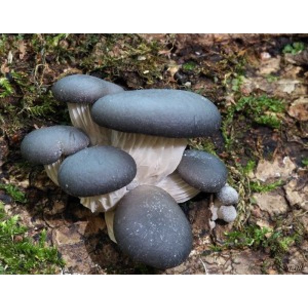 Міцелій гриба Глива синя /20 паличок/ *Futar*