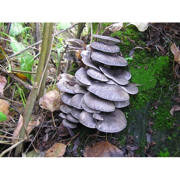 Міцелій гриба Глива синя /20 паличок/ *Futar*