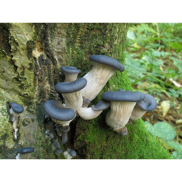 Міцелій гриба Глива синя /20 паличок/ *Futar*