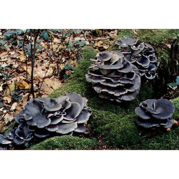 Міцелій гриба Глива синя /20 паличок/ *Futar*