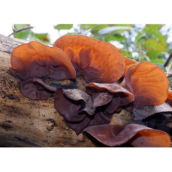 Гриб Іудине вухо /20 паличок/ *Futar*