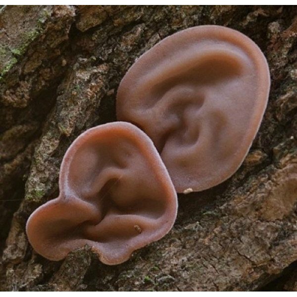 Мицелий гриба Иудино ухо /20 палочек/ *Futar*