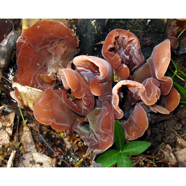 Мицелий гриба Иудино ухо /20 палочек/ *Futar*