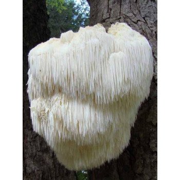 Гриб Герицій /20 паличок/ *Futar*