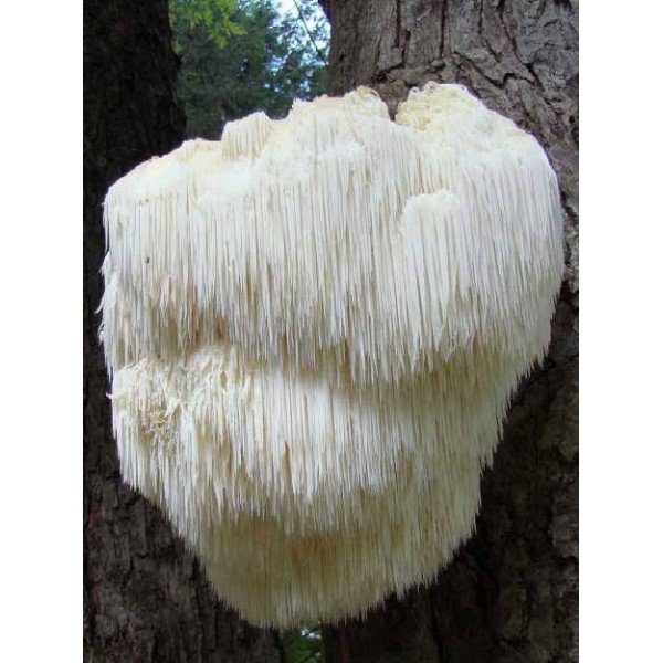 Міцелій гриба Герицій /20 паличок/ *Futar*