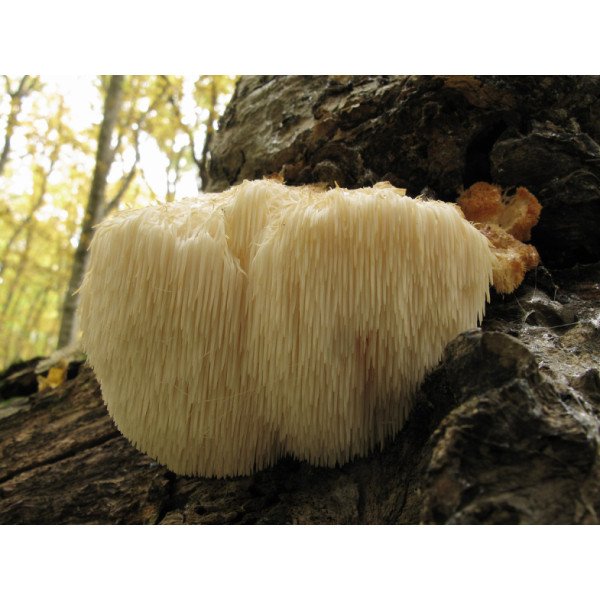 Міцелій гриба Герицій /20 паличок/ *Futar*