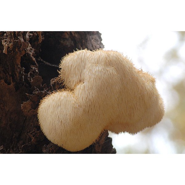 Міцелій гриба Герицій /20 паличок/ *Futar*