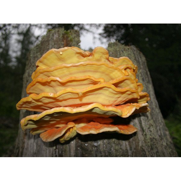 Міцелій гриба Латипурус /20 паличок/ *Futar*