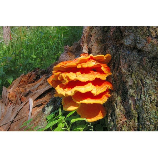 Міцелій гриба Латипурус /20 паличок/ *Futar*