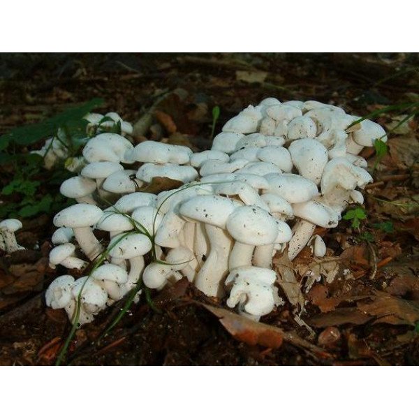 Міцелій гриба Опеньок білий мармуровий /20 паличок/ *Futar*