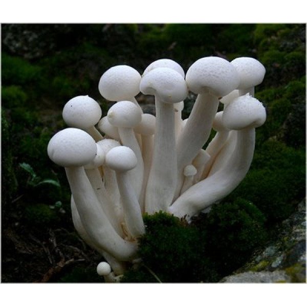 Міцелій гриба Опеньок білий мармуровий /20 паличок/ *Futar*