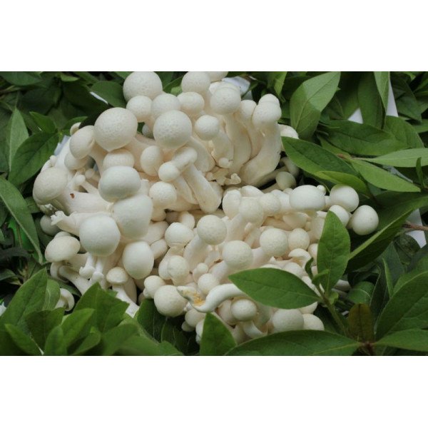 Міцелій гриба Опеньок білий мармуровий /20 паличок/ *Futar*