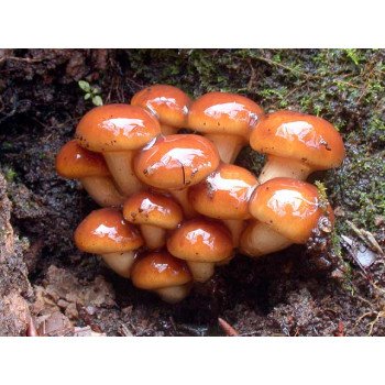 Гриб Опеньок японський /20 паличок/ *Futar*