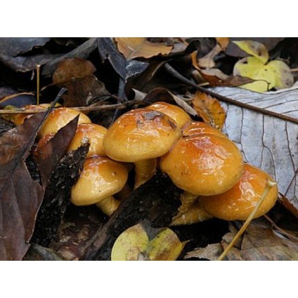 Міцелій гриба Опеньок японський /20 паличок/ *Futar*