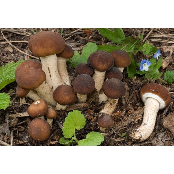 Мицелий гриба Опенок тополиный /20 палочек/ *Futar*