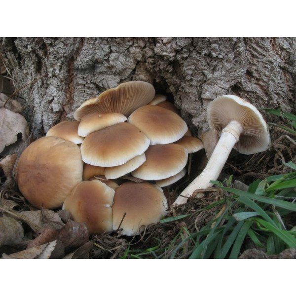 Мицелий гриба Опенок тополиный /20 палочек/ *Futar*