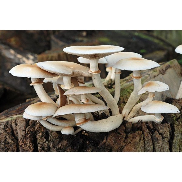 Мицелий гриба Опенок тополиный /20 палочек/ *Futar*