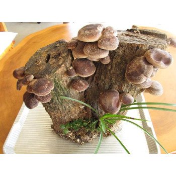 Гриб Шиітаке /20 паличок/ *Futar*