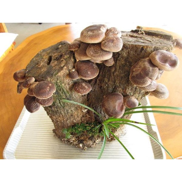 Мицелий гриба Шиитаке /20 палочек/ *Futar*