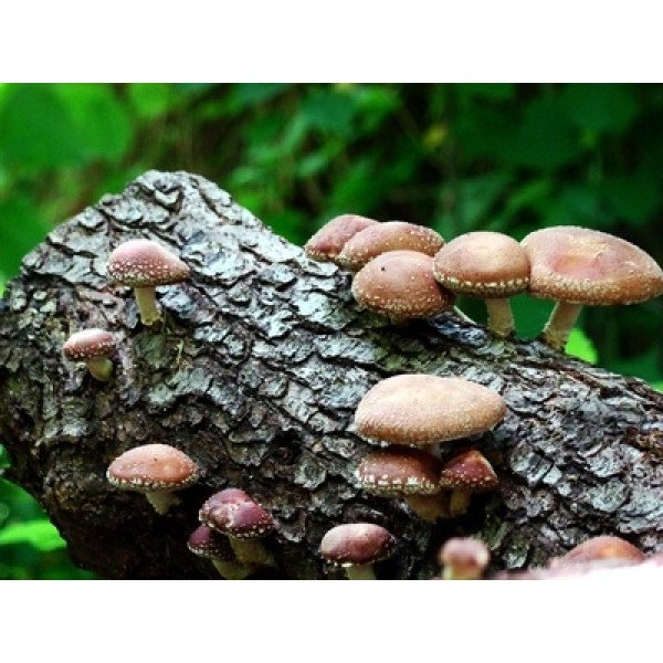 Мицелий гриба Шиитаке /20 палочек/ *Futar*