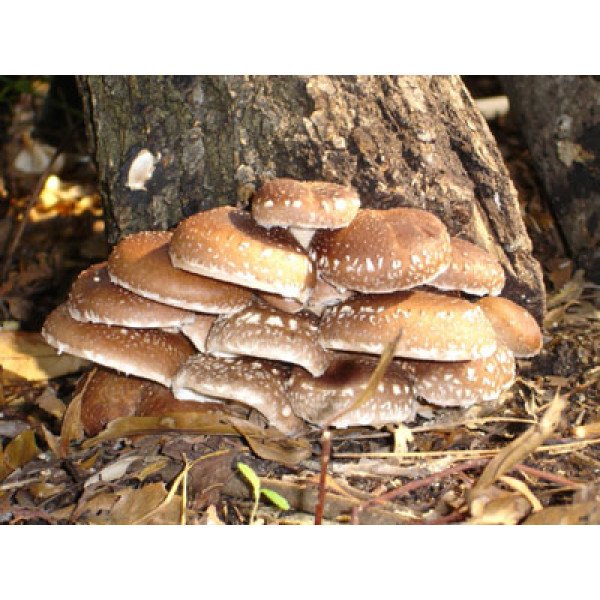 Мицелий гриба Шиитаке /20 палочек/ *Futar*