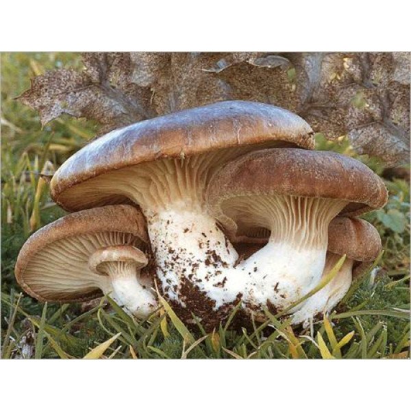 Міцелій гриба Білий степовий гриб /20 паличок/ *Futar*