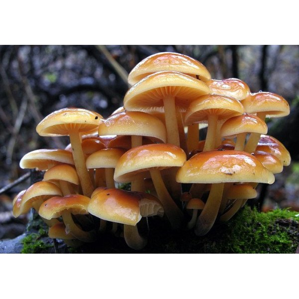 Мицелий гриба Опенок зимний /20 палочек/ *Futar*