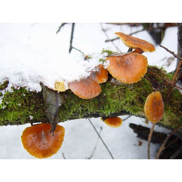 Мицелий гриба Опенок зимний /20 палочек/ *Futar*