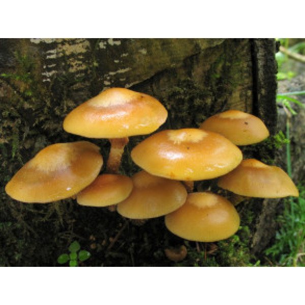 Мицелий гриба Опенок летний /20 палочек/ *Futar*