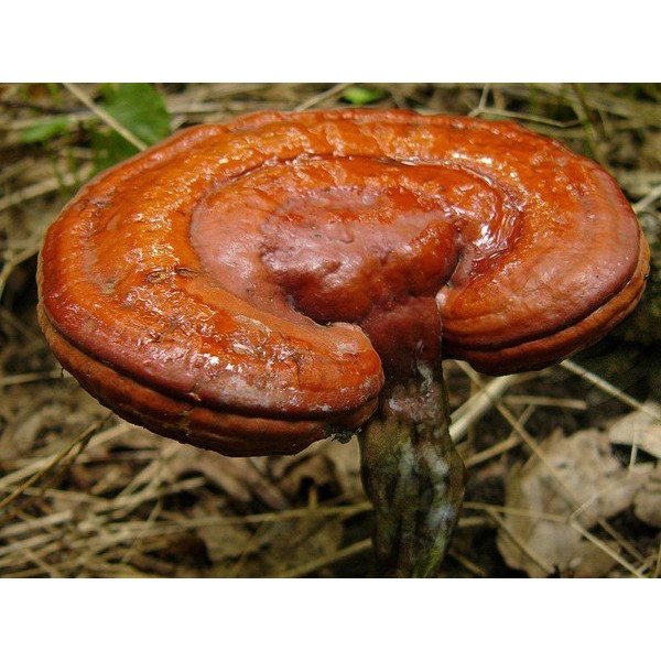 Мицелий гриба Рейши /20 палочек/ *Futar*